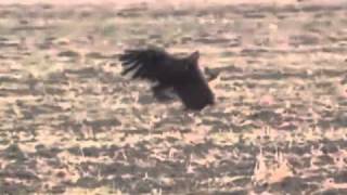 golden eagle catches deer [upl. by Odrude]