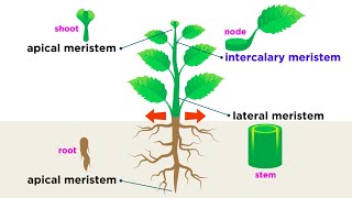 Types of Plant Cells [upl. by Galitea]