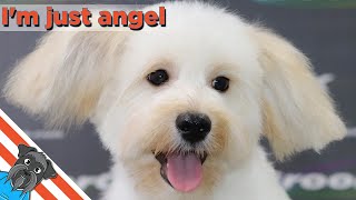 How to Groom a Maltipoo  Maltipoo puppy [upl. by Ahcilef]