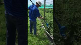 Haskap  Honeyberry Harvest using ATRAX Olive Harvester [upl. by Nikita]