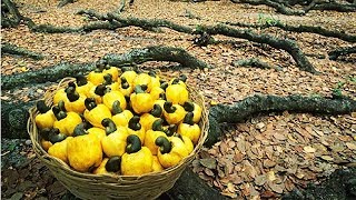 How Cashew Nut Farming and Processing  Cashew Cultivation Asian Technology [upl. by Yhtuv261]