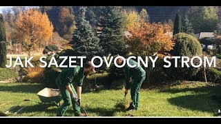 Jak SPRÁVNĚ sázet ovocný strom [upl. by Sirromad]