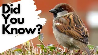 Things you need to know about HOUSE SPARROWS [upl. by Lea350]