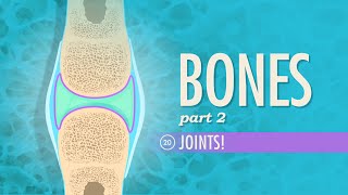 Joints Crash Course Anatomy amp Physiology 20 [upl. by Yenahs]