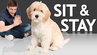 How to Teach your Puppy to Sit and Stay [upl. by Ylrebnik]