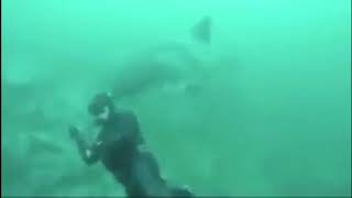 Diver lucky to escape great white shark attack [upl. by Donough666]