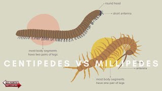 What Are The Differences Between Centipedes amp Millipedes [upl. by Llibyc]