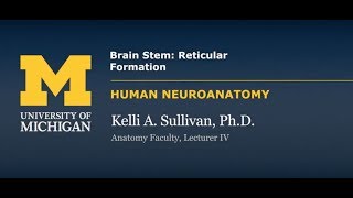 Nervous System Reticular Formation [upl. by Kimberly]