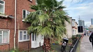 Large Washingtonia Robusta Palm in London [upl. by Atteroc99]