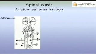 Transverse Myelitis [upl. by Lotson]