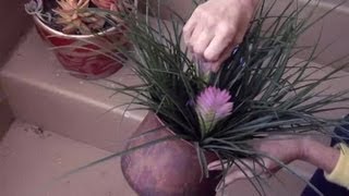 How to Grow Tillandsia Cyanea  Gardening Advice [upl. by Ennayk]