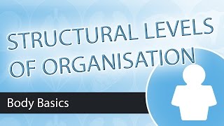 Levels of Structural Organisation [upl. by Matheny]