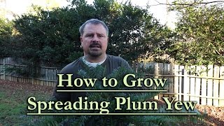 How to grow Spreading Japanese Plum Yew Low Maintenance Evergreen Groundcover Conifer [upl. by Darce]