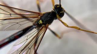 Giant Ichneumon Wasps [upl. by Birch]