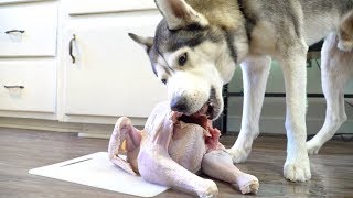 Husky vs Whole Raw Turkey For Thanksgiving ASMR [upl. by Ahseikal]