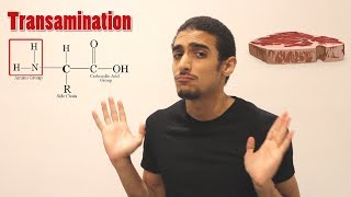 Overview on Amino acid metabolism شرح بالعربي لمصير الأمينو أسيد [upl. by Nigrom]