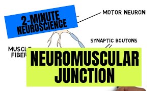 2Minute Neuroscience Neuromuscular Junction [upl. by Misty371]