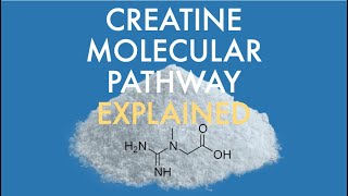 What is creatine and how does it work [upl. by Dorena]