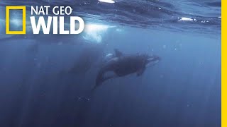 Orcas vs Sperm Whales  Nat Geo Wild [upl. by Morey]