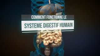 Comment fonctionne le système digestif humain  Animation [upl. by Dallman]