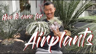 Tillandsia  Airplants care and propagation [upl. by Hort]