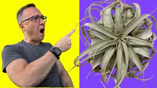 How to Water Tillandsias or Air Plants This May SHOCK YOU [upl. by Karisa]