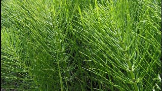 Horsetail Medicine [upl. by Xylina]