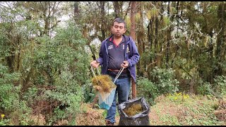 Buscando adorno Navideño en el monte musgo  con la familia [upl. by Lletram]