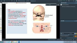 Developmental anomalies of teeth  Overview  ALL ANOMALIES COVERED in a SINGLE video [upl. by Hickey]