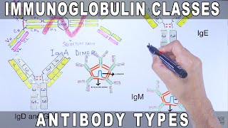 Immunoglobulin Isotypes  Antibody Classes [upl. by Carmine698]