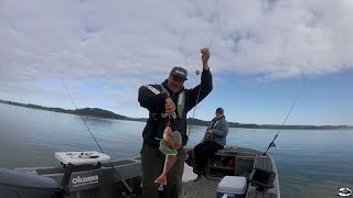 How to catch Gurnard  an easy way using the Ocean Assassin Mutsu flasher rigs [upl. by Michelina]