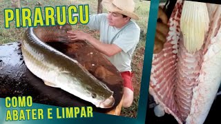 Pirarucu como abater e limpar este delicioso peixe AquaRotina [upl. by Lednam193]