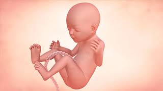 Fetal Development Week by Week Overview [upl. by Georgette]