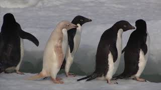 Adelie Penguins in Antarctica 2014 [upl. by Tterrej]