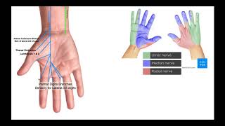 Branches of the Ulnar amp Median Nerves in Hand [upl. by Anaynek]