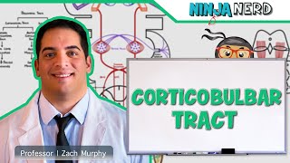 Neurology  Descending Tracts Corticobulbar Tract [upl. by Busby]