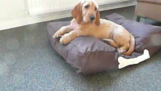 Basset Fauve de Bretagne  Vos op dr Fatboy [upl. by Ulund783]