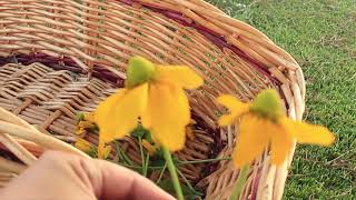 Rudbeckia Hirta irish eyes Growing Guide Harvesting Fertilizing amp Vase Life Tips  Ep 115 [upl. by Brewster]