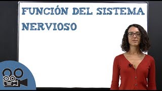 Función del sistema nervioso [upl. by Norda]