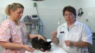 How to Give a Cat Subcutaneous Fluids at Home [upl. by Maxfield]