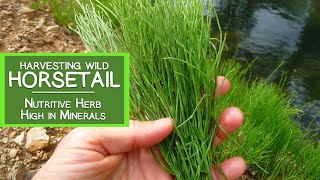 Harvesting Wild Horsetail Plant A Nutritive Herb High in Minerals [upl. by Emmet]