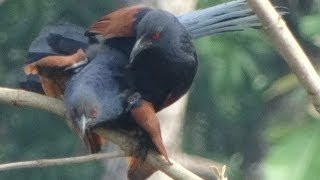 Greater Coucal Mating [upl. by Eno]