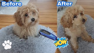 Maltipoo Puppys First Haircut  Dog Grooming [upl. by Nickola]