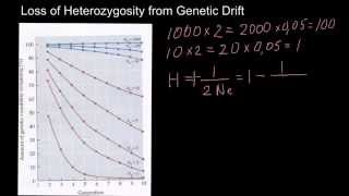 Loss of Heterozygosity from Genetic Drift [upl. by Hanavas581]