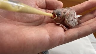 How to feed and raising a nest fall out baby bird  Saving Baby Birds [upl. by Alfy]