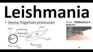 Parasitology 061 a Leishmania donovani leishmaniasis Kala azar Sand fly Amastigote ProMastigote [upl. by Gnil]