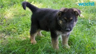 5 Training Tips For German Shepherd Puppies [upl. by Nnaecarg514]