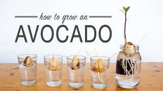 How to Grow an Avocado from Seed [upl. by Pace]