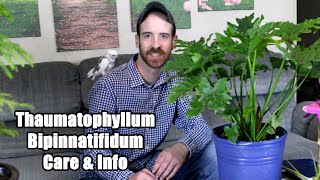 Thaumatophyllum Bipinnatifidum Care amp Info Selloum [upl. by Mandal]