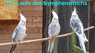 Die Geräusche des Nymphensittichs LoveNature Tiergeräusche Vogelgeräusche [upl. by Ronni]